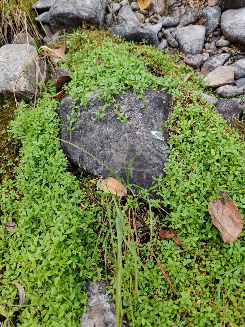 水泥地上的野草  第1张