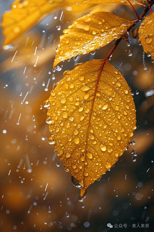 秋雨随感  第1张