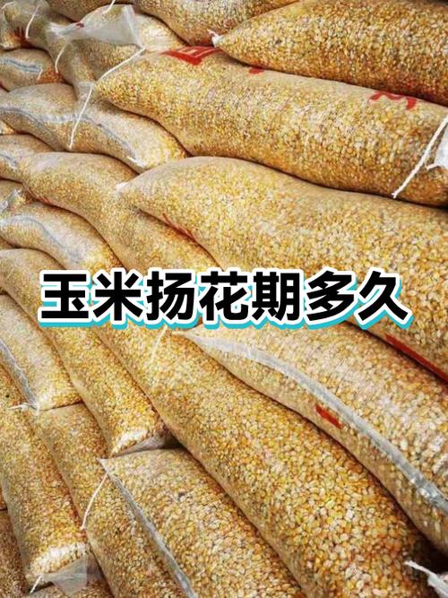 扬花 第1张 扬花 第1张