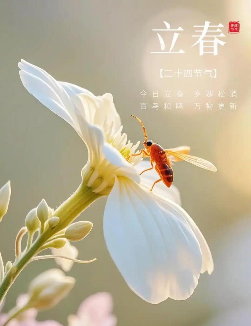 立春：疫去春来，愿所有美好如约而至  第1张