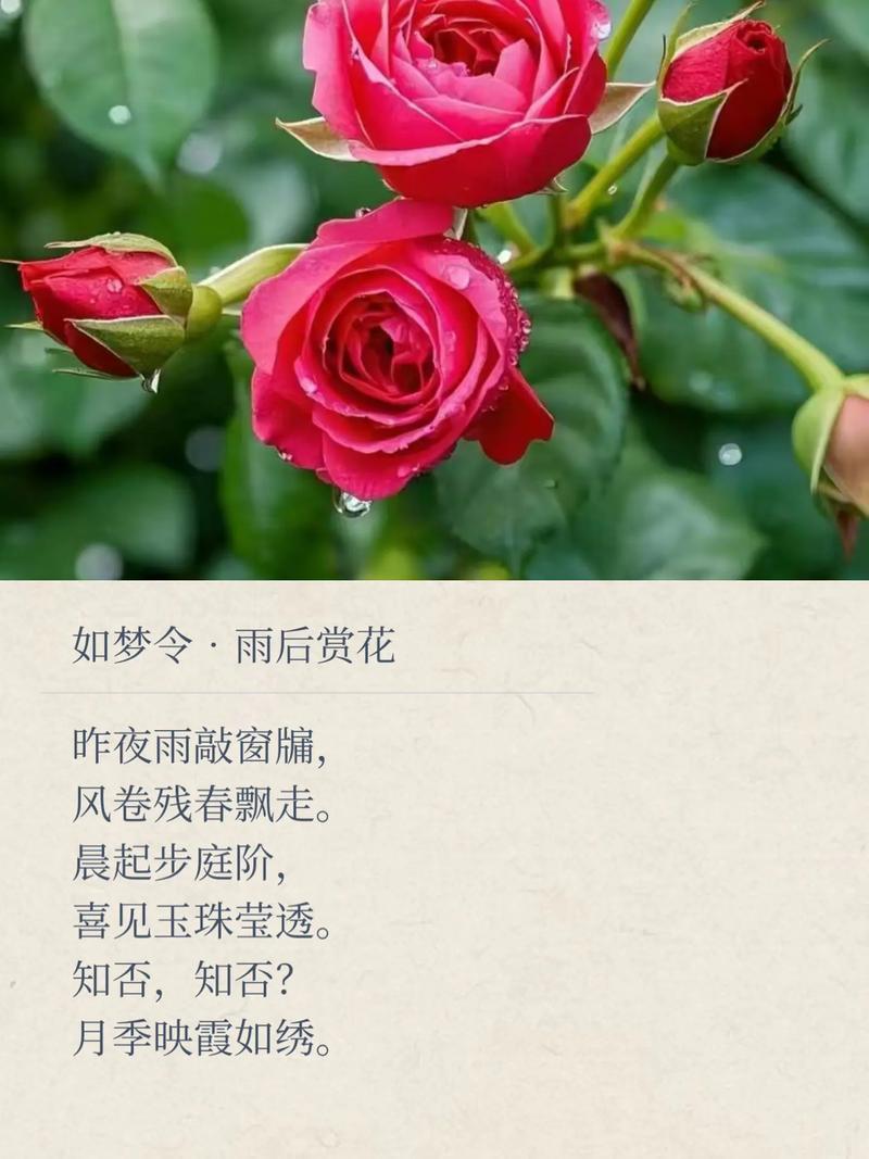 花飘零,香如故 第1张 花飘零,香如故 第1张