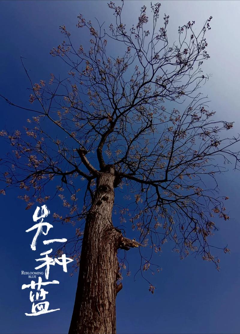 我有一树菩提  第1张