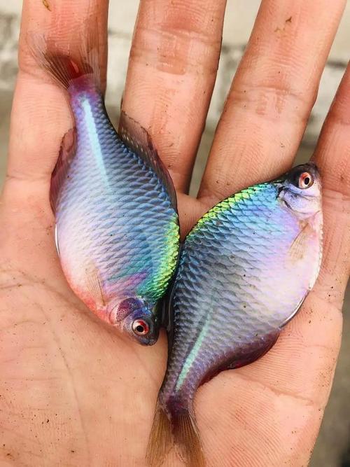鳑鲏鱼 第1张 鳑鲏鱼 第1张