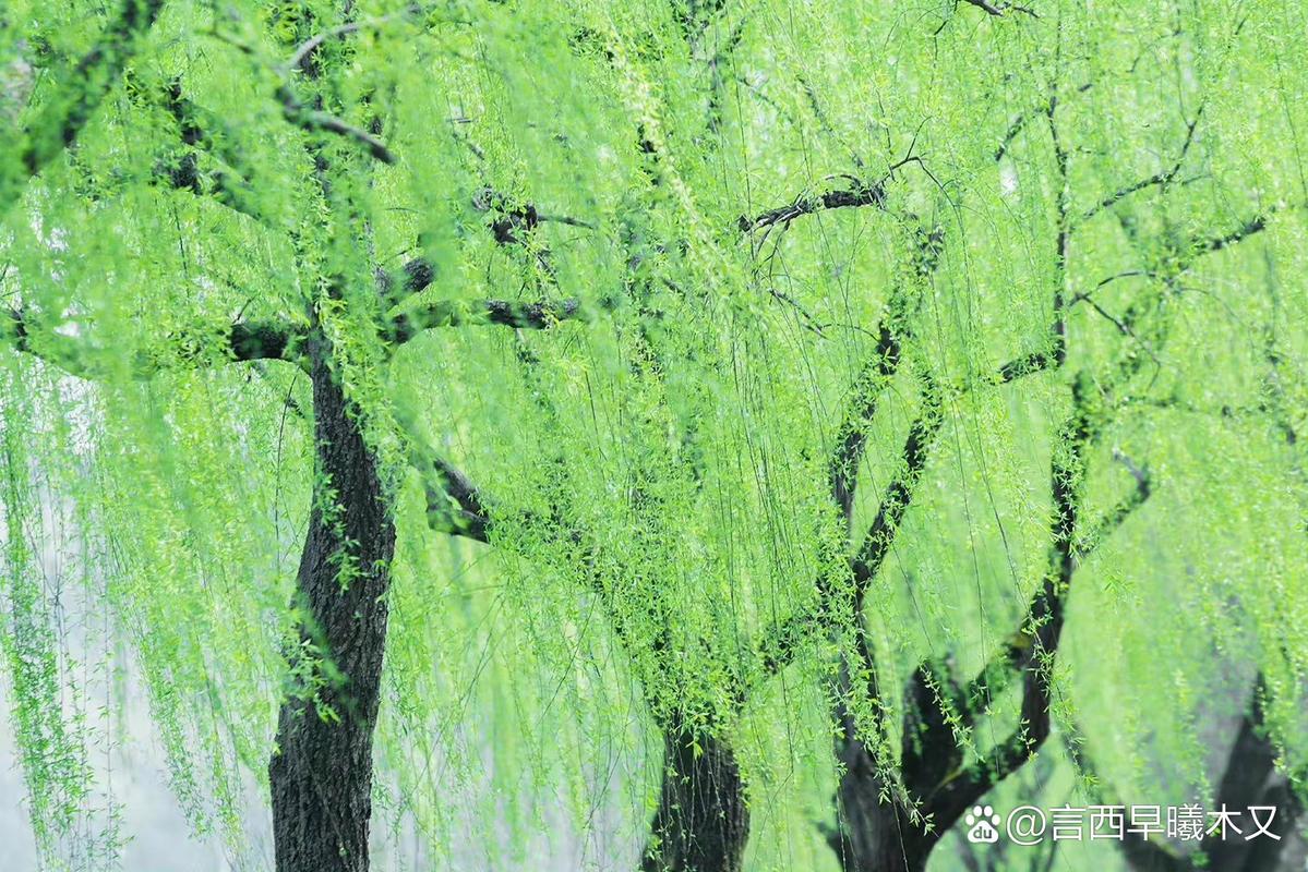 烟花三月是折不断的柳 第1张 烟花三月是折不断的柳 第1张
