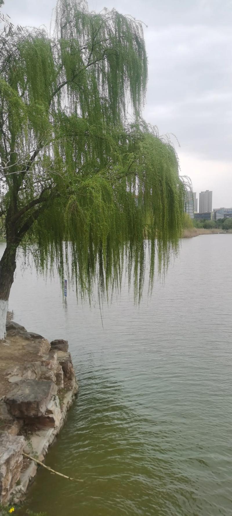 五月,柳岸细雨 第1张 五月,柳岸细雨 第1张