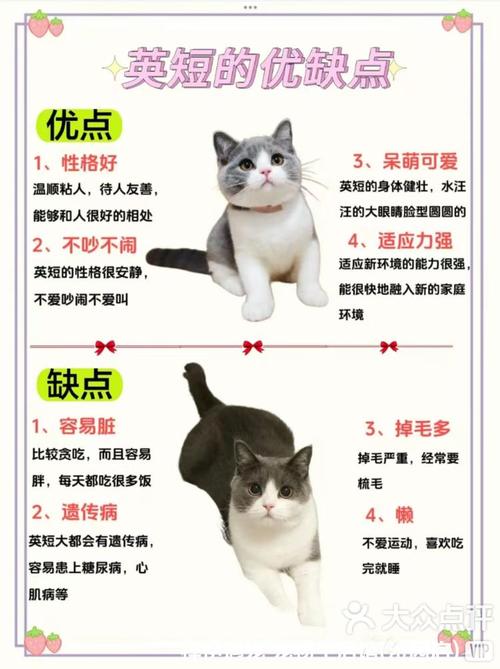 养过“英短”的主人都说好!全凭这几大优点 第1张 养过“英短”的主人都说好!全凭这几大优点 第1张