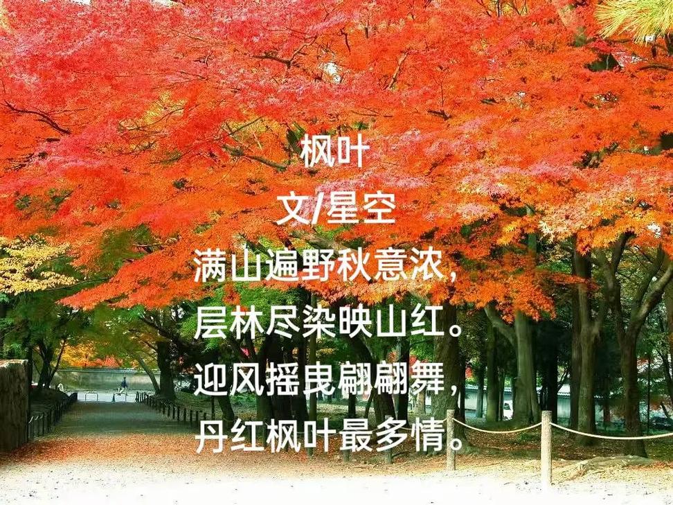 原创|枫叶秋水伊人,挚情岁月 第1张 原创|枫叶秋水伊人,挚情岁月 第1张