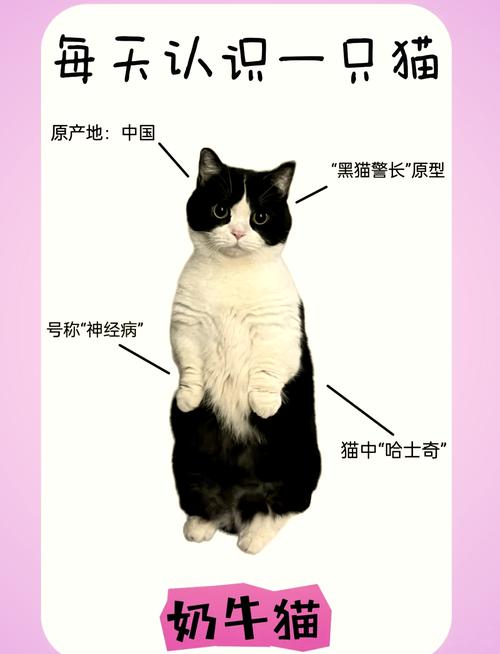 主子是否常常对着你叽叽歪歪的?不同品种的猫咪,语言天赋也不同 第1张 主子是否常常对着你叽叽歪歪的?不同品种的猫咪,语言天赋也不同 第1张
