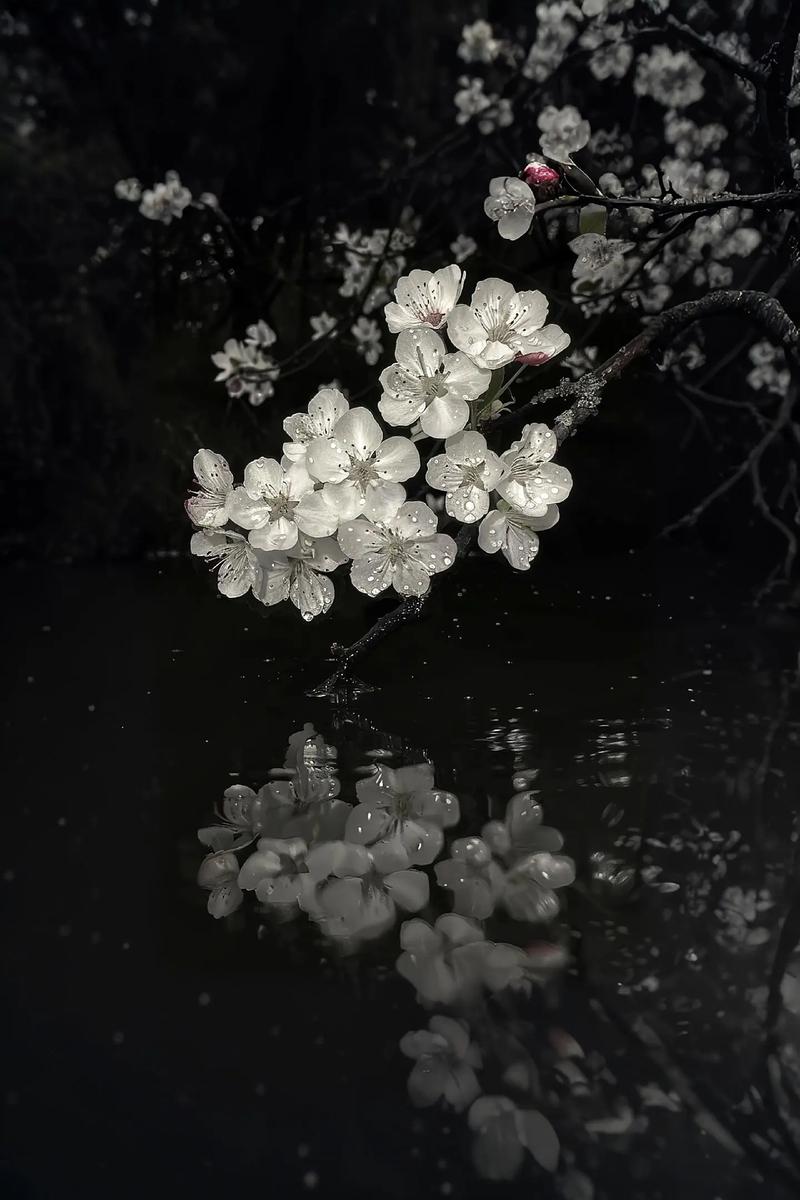 花空灵,雨落寞,月缠绵 第1张 花空灵,雨落寞,月缠绵 第1张