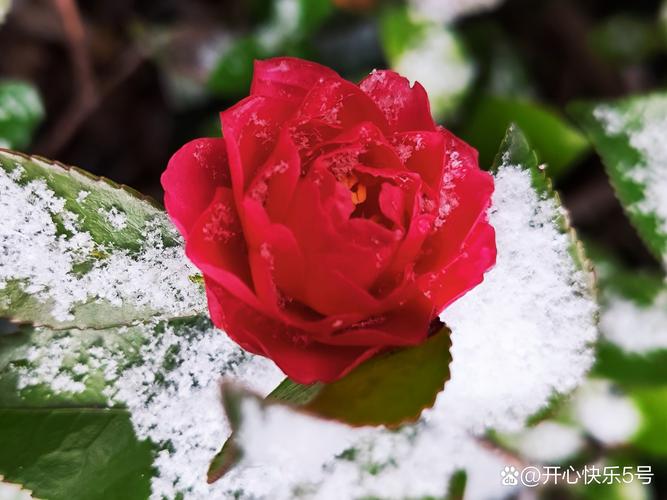 烂红如火雪中开——咏山茶花古诗词赏析(二) 第1张 烂红如火雪中开——咏山茶花古诗词赏析(二) 第1张