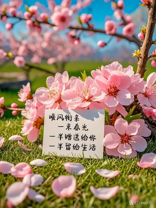 一花一叶最深情，万千春光花满园，花开惊艳时光，花香温柔岁月  第1张