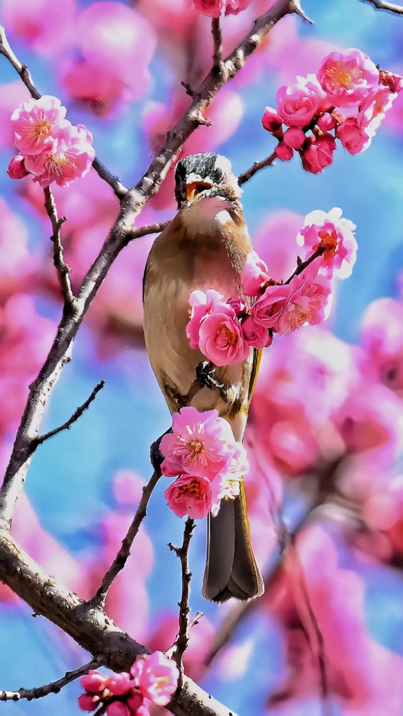 一花一深爱，春暖花开爱钟情，鸟语花香情如画，赏心悦目醉人心  第1张