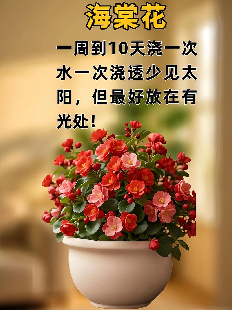 秋天快来了，何为新人养花2个轻松学？正能量养好花乐观好心态  第1张