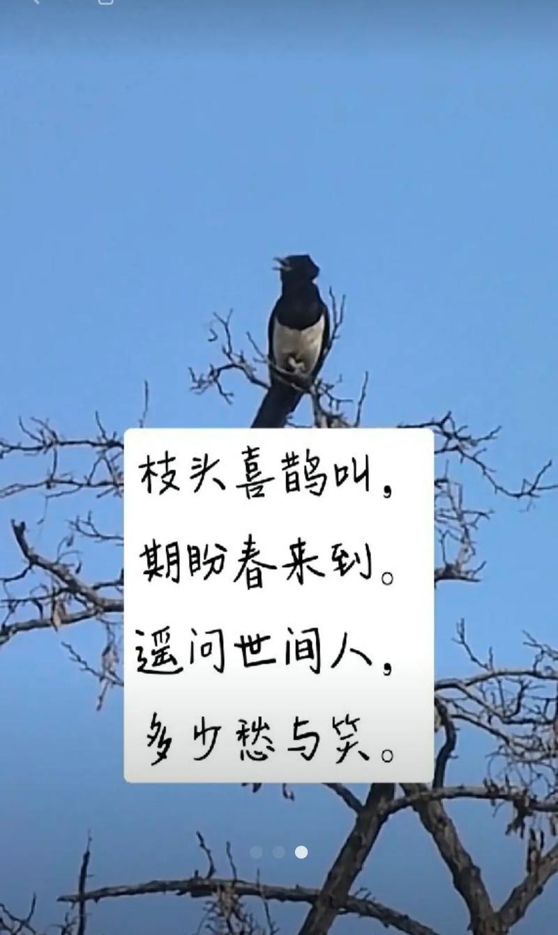 我是一只喜鹊 第1张 我是一只喜鹊 第1张