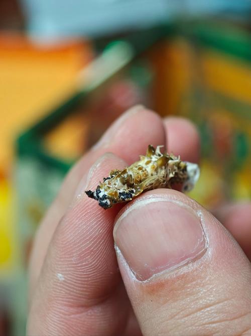 蝴蝶.孩子.老照片  第1张