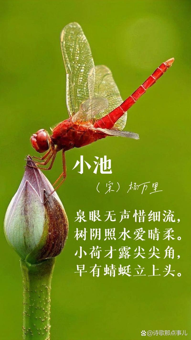 「诗词鉴赏」美丽的蜻蜓,一起在诗词里吧 第1张 「诗词鉴赏」美丽的蜻蜓,一起在诗词里吧 第1张