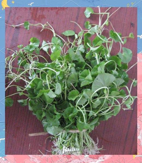 野菜天成,其味可佳;人若天成,其质纯真 第1张 野菜天成,其味可佳;人若天成,其质纯真 第1张