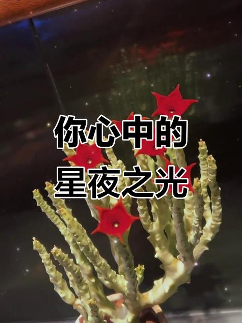 夜空下的心声 第1张 夜空下的心声 第1张