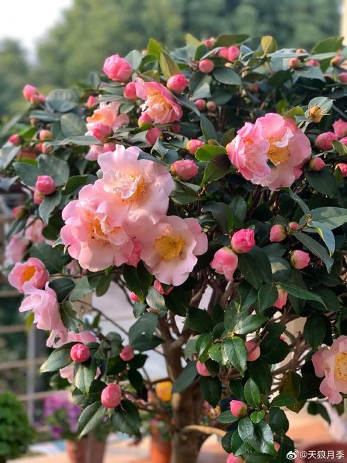 「山茶花与茶梅」张爱玲散文《花落的声音》里写的:茶花落花, 第1张 「山茶花与茶梅」张爱玲散文《花落的声音》里写的:茶花落花, 第1张