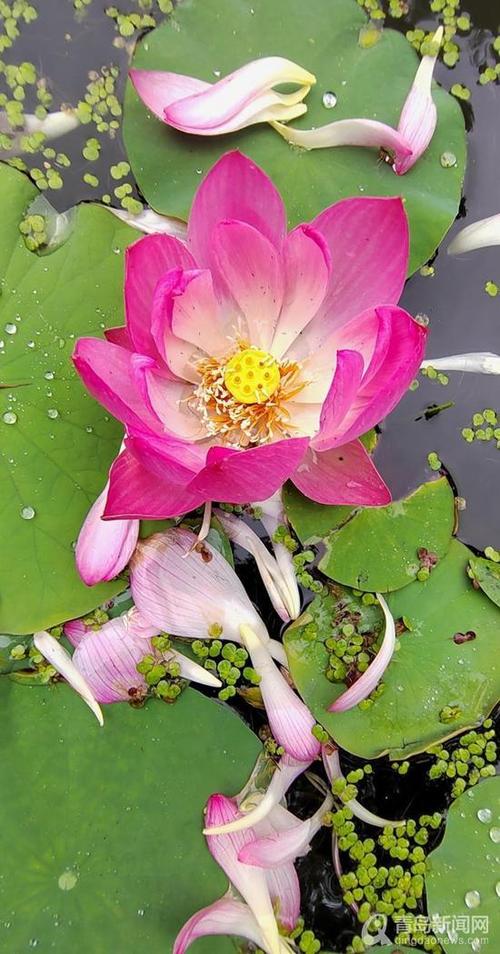 青岛大胡子老头20年与莲为伴 他拍的荷花大片仙气飘飘  第1张