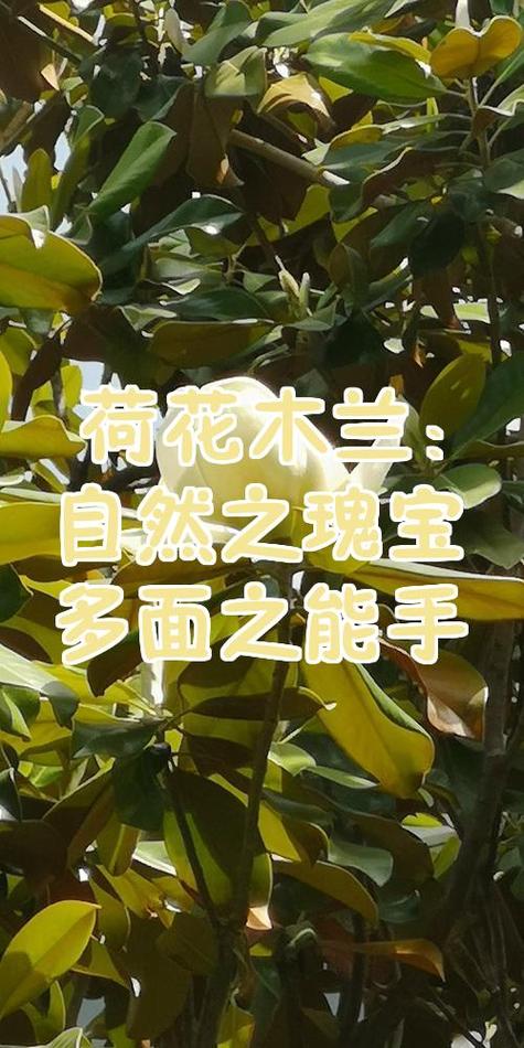 不只是观赏植物:荷花木兰的功效之谜解析 第1张 不只是观赏植物:荷花木兰的功效之谜解析 第1张
