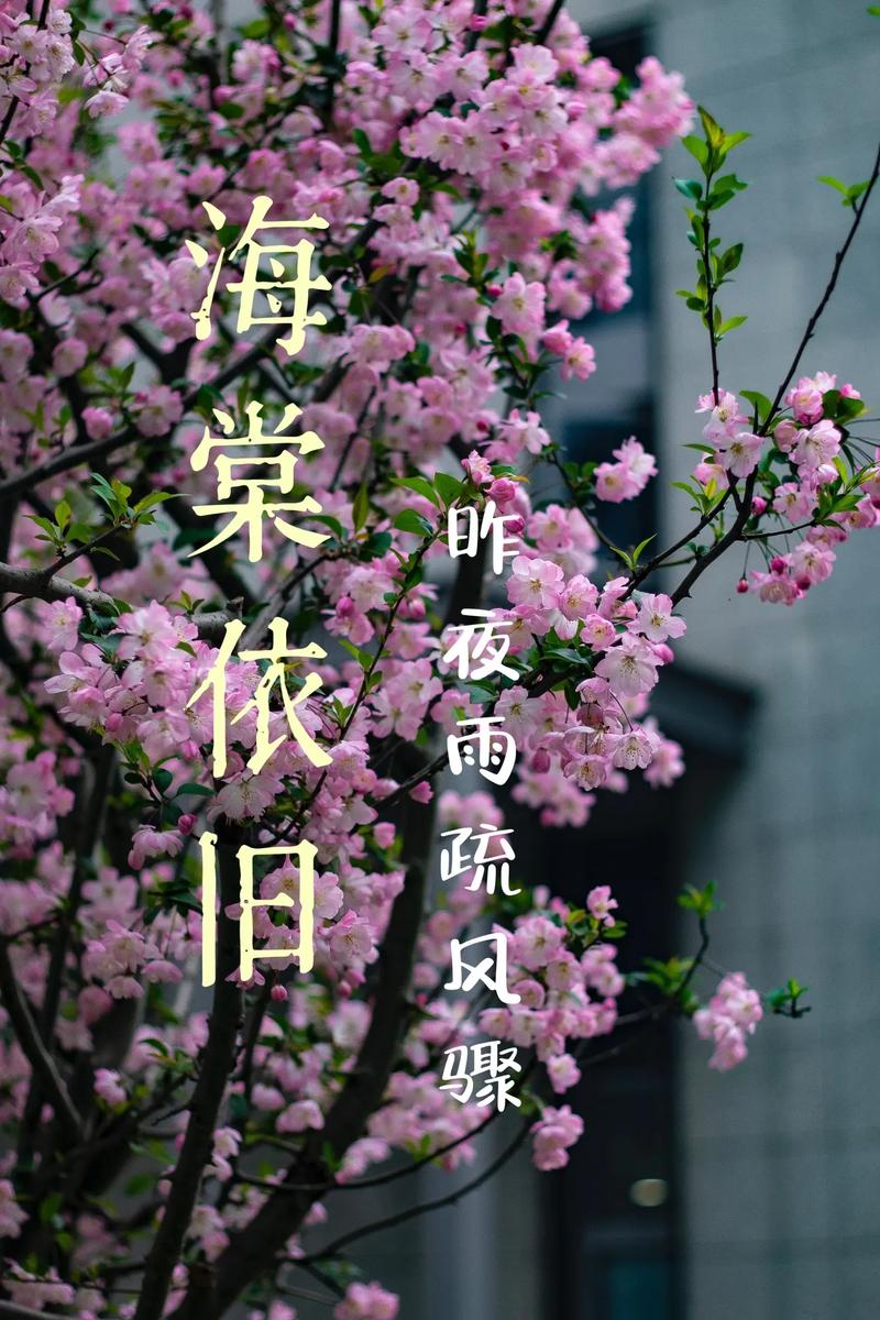 海棠不惜胭脂色,独立蒙蒙细雨中,在诗词中感受春天里的寒冷 第1张 海棠不惜胭脂色,独立蒙蒙细雨中,在诗词中感受春天里的寒冷 第1张