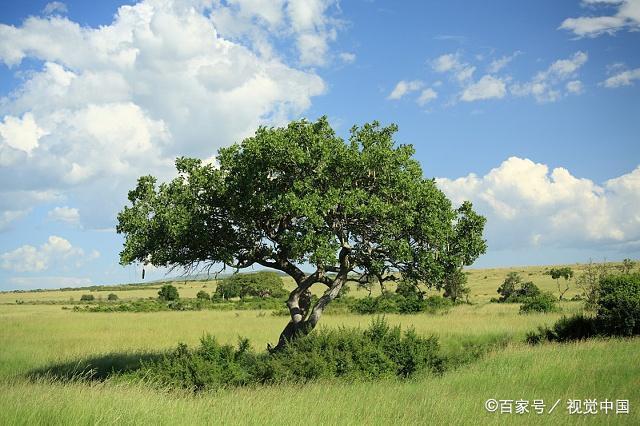 绿岛:荒原之上,与一棵树对视|李虹选诗 第1张 绿岛:荒原之上,与一棵树对视|李虹选诗 第1张