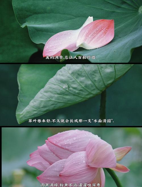 雨荷，惊艳了时光，是夏天最美的邂逅！  第1张