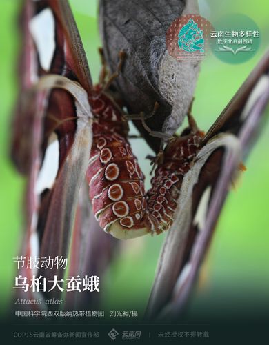 「云南生物多样性数字化百科图谱」节肢动物·乌桕大蚕蛾:“隐忍与凶悍”——雨林皇蛾的生存智慧 第1张 「云南生物多样性数字化百科图谱」节肢动物·乌桕大蚕蛾:“隐忍与凶悍”——雨林皇蛾的生存智慧 第1张