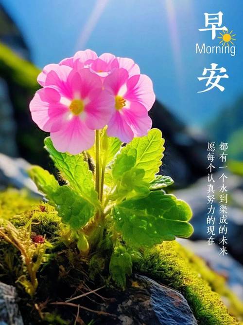早上好！女生阳光励志个性签名，字字如金，读一遍受益终身  第1张