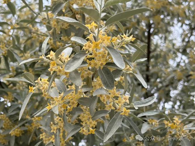 (散文)沙枣花儿开 第1张 (散文)沙枣花儿开 第1张
