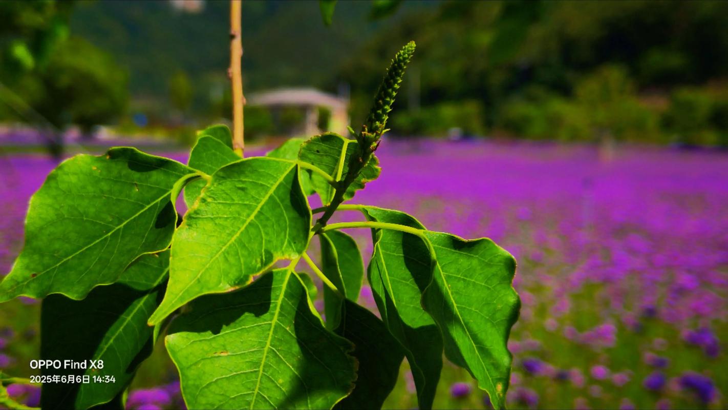 绿意、花芳,凉风,美好的盛夏时光 第1张 绿意、花芳,凉风,美好的盛夏时光 第1张