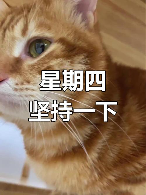 每个星期 周四是我最疲惫的时候 第1张 每个星期 周四是我最疲惫的时候 第1张