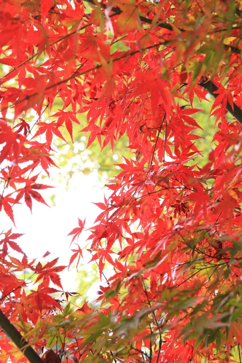 思念,在枫叶红的季节 第1张 思念,在枫叶红的季节 第1张