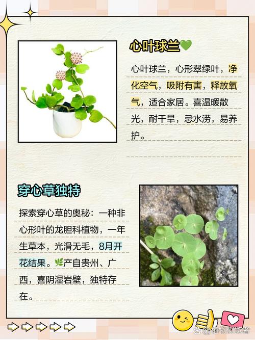 爱情草 第1张 爱情草 第1张