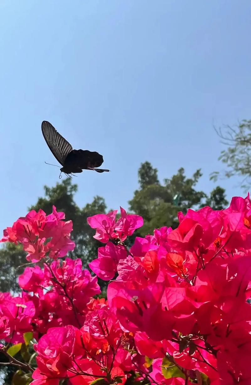花开是美，花落是醉  第1张