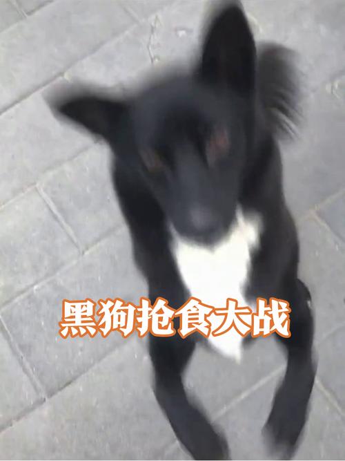 一只大狗，站着不走，吃了羊毛，会撒黑豆。 （打一物）  第1张