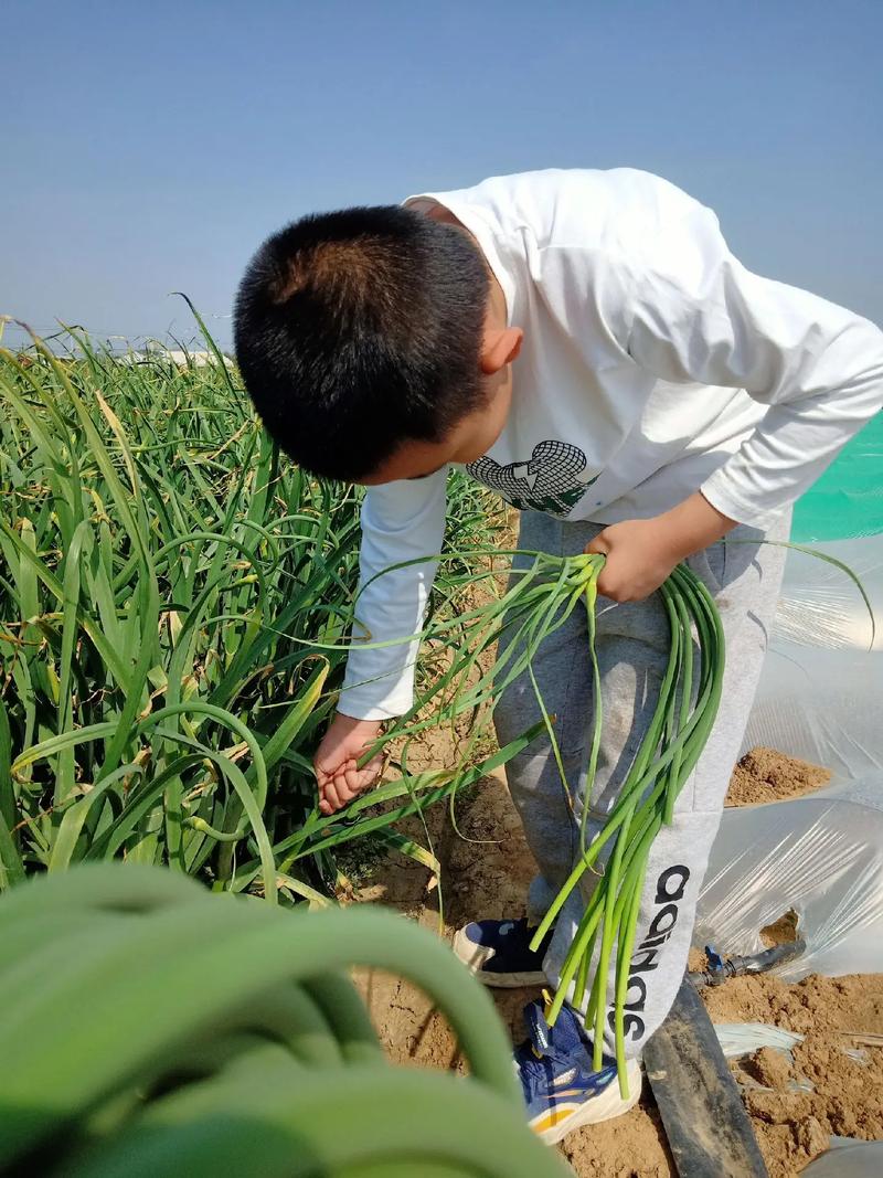 禾苗青青劳动忙 星星闪闪播希望——合肥师范附小劳动主题活动  第1张