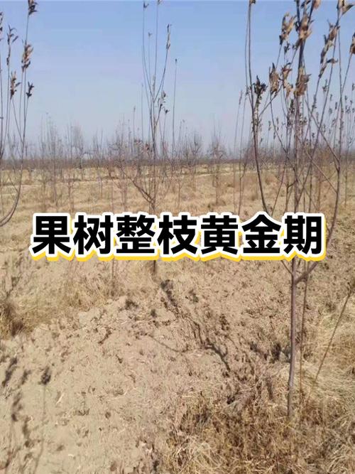 果树管理经典语录，太实用了，一目了然！  第1张