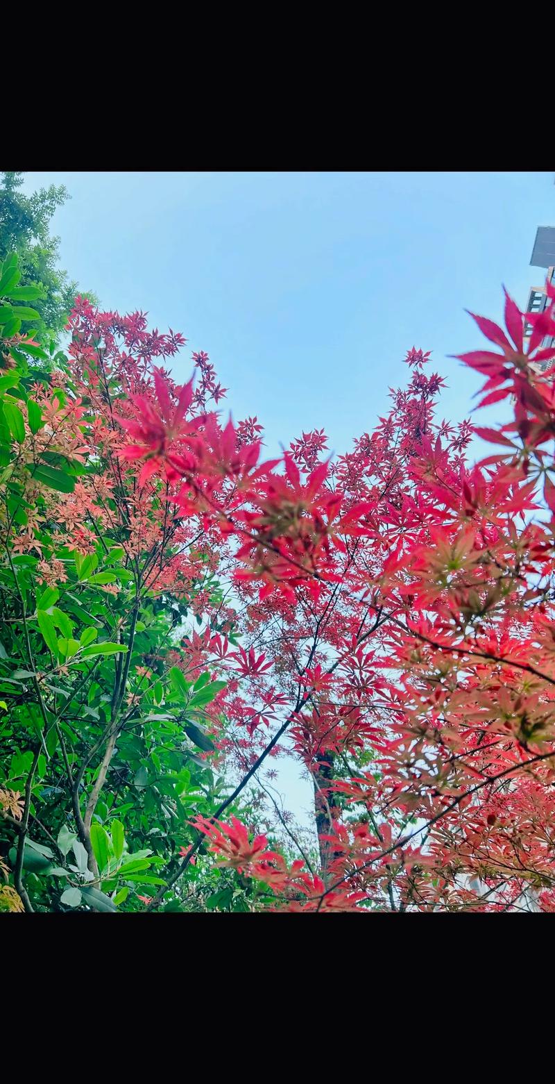 水晶帘动微风起,一架蔷薇满院香。读夏日诗词,邂逅旧日岁月静好 第1张 水晶帘动微风起,一架蔷薇满院香。读夏日诗词,邂逅旧日岁月静好 第1张