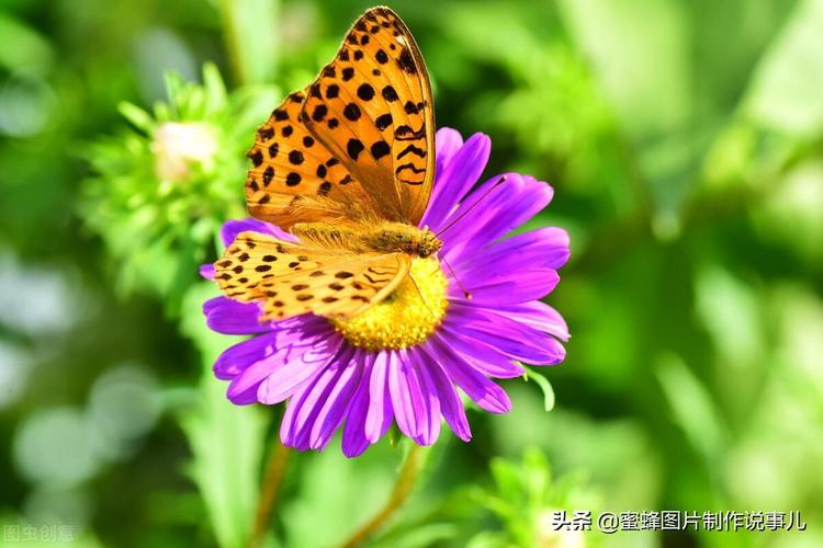 百花争放暗香溢,留连忘返戏蜂蝶 第1张 百花争放暗香溢,留连忘返戏蜂蝶 第1张