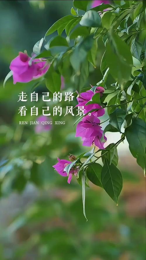 人生是一道亮丽的风景，快乐是一种优雅的心境，请好好照顾好自己  第1张