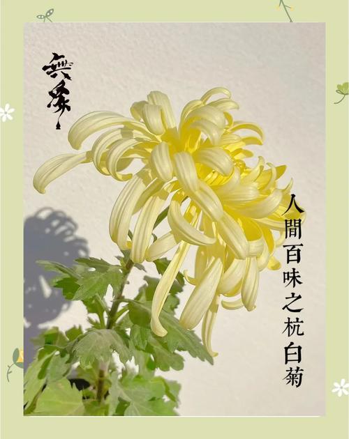 【诗词鉴赏】古诗词里的白菊,洁白如玉,清高脱俗! 第1张 【诗词鉴赏】古诗词里的白菊,洁白如玉,清高脱俗! 第1张