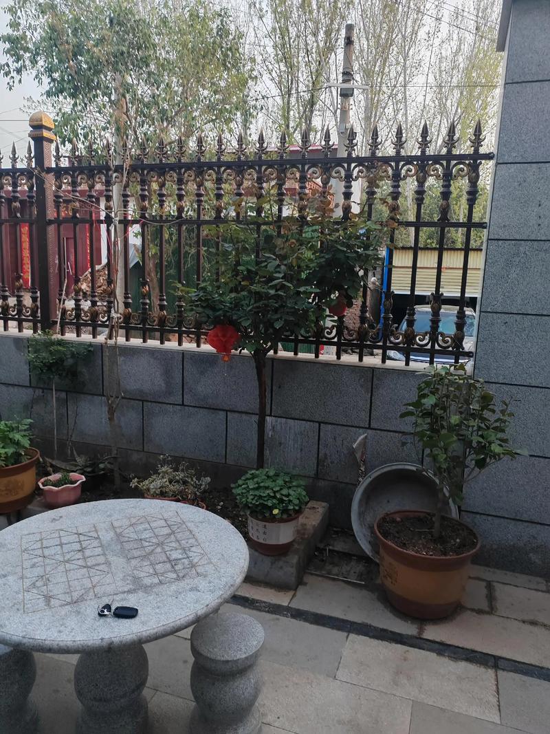远嫁山东，晒晒我的农村小院！院子超级赞，厕所你都没见过  第1张