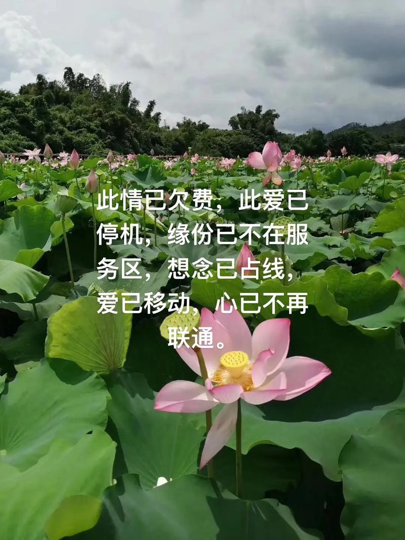 下联：情已欠费，爱已停机，缘分不在服务区。上联令人拍案叫绝  第1张