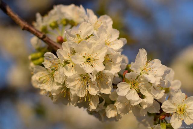 元稹樱桃花丽诗两首：樱桃花，一枝两枝千万朵，花砖曾立摘花人  第1张