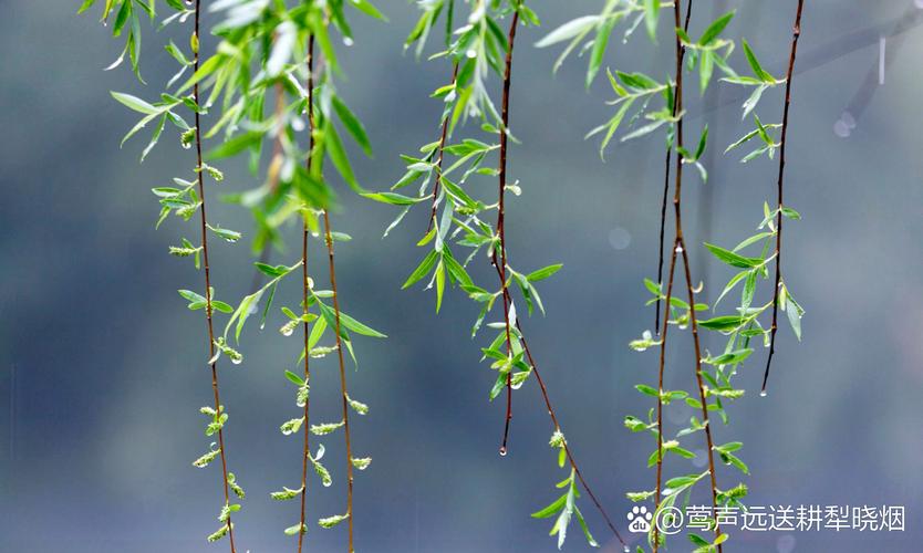唯美春雨古诗词8首，细雨绵绵，满满的诗情画意！  第1张