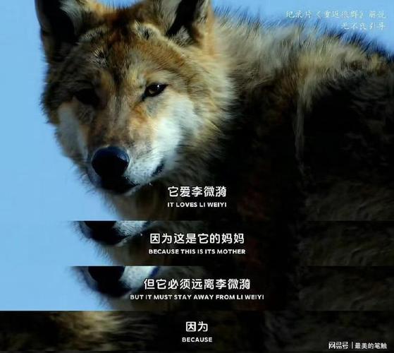 草原狼、林肯、越狱者斯科菲尔德共同的成功品质?励志文章  第1张