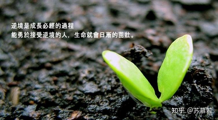 逆境让生命充满能量  第1张