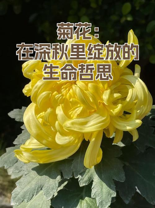 菊花开,悠然浅笑度流年 第1张 菊花开,悠然浅笑度流年 第1张